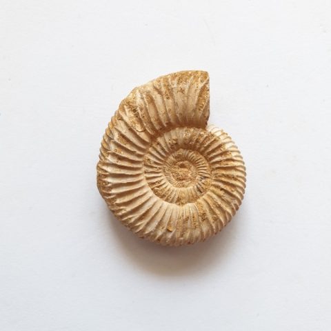 ammonitesz-fosszilia