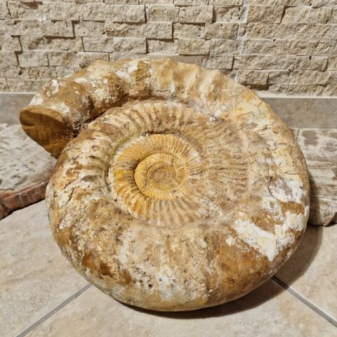 ammonitesz-fosszilia