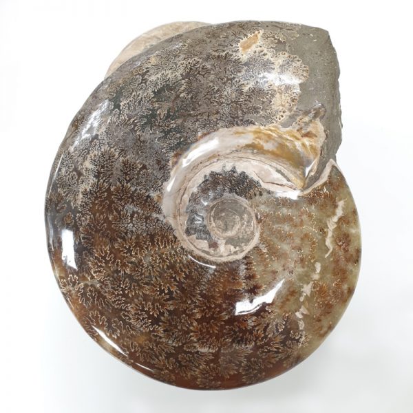 ammonitesz-fosszilia-disztargy