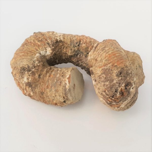 ammonitesz-fosszilia-heteromorf