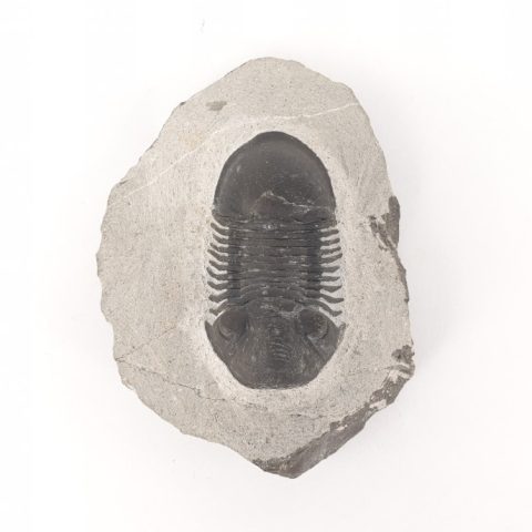 trilobita-osrak-fosszilia