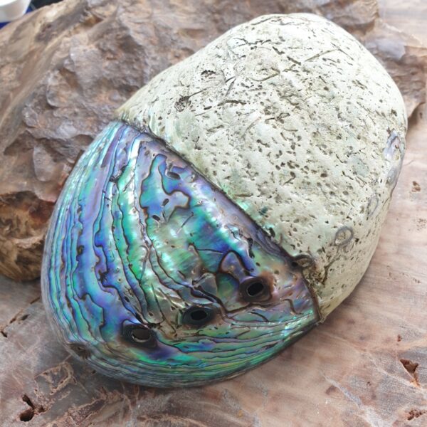 abalone-kagylo
