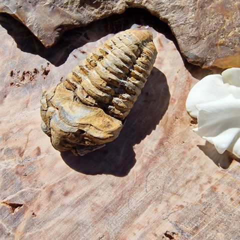 trilobita-fosszilia