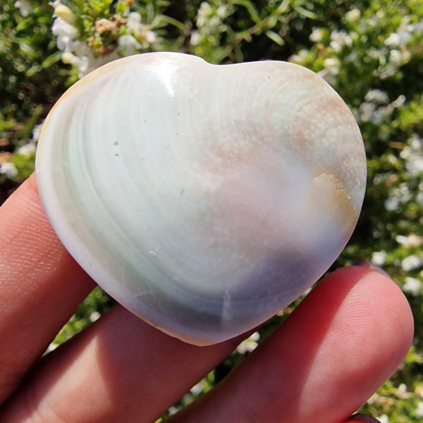 Operculum - Image 2