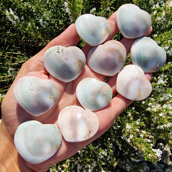 Operculum - Image 4