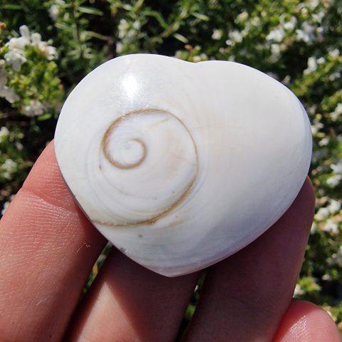 operculum