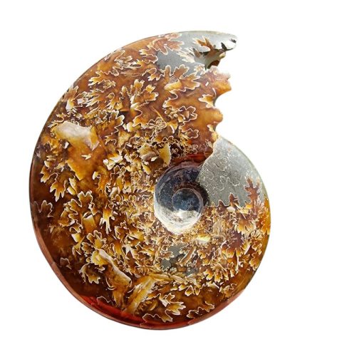 ammonitesz-fosszilia