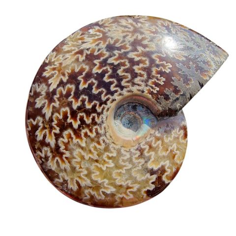 ammonitesz-fosszilia