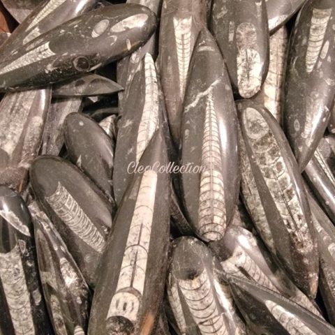 Orthoceras