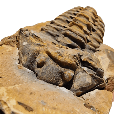 Trilobita